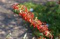 Berberis nevinii